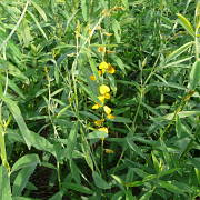 Soybean Inoculants